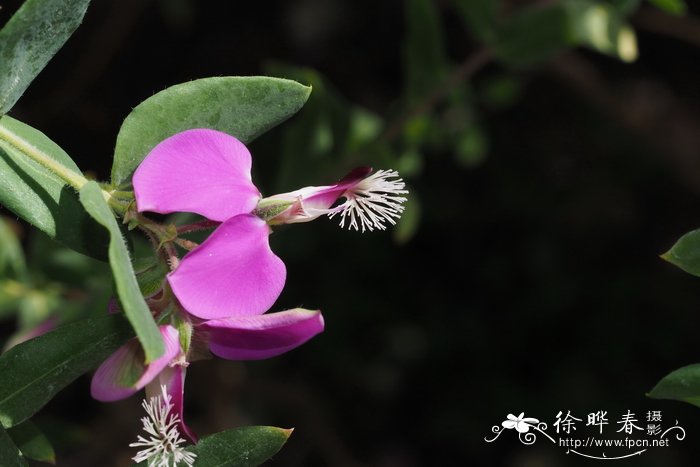 山茶花的花语