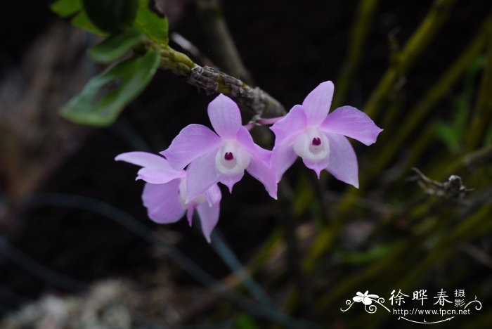 桂花苗价格