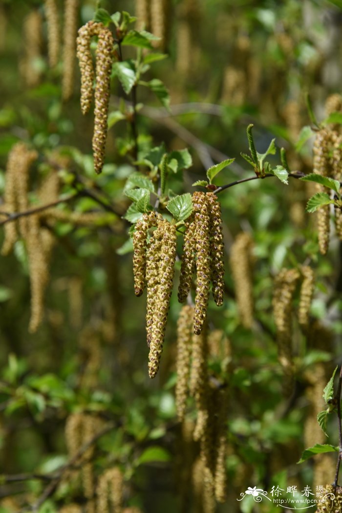 松叶菊