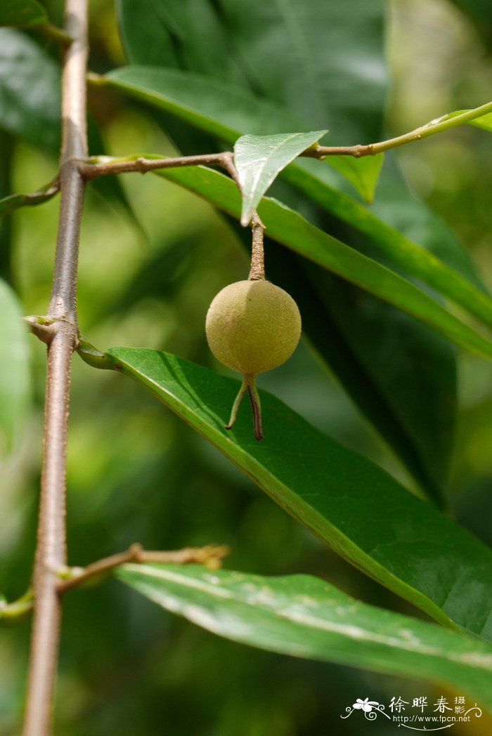 榕树根