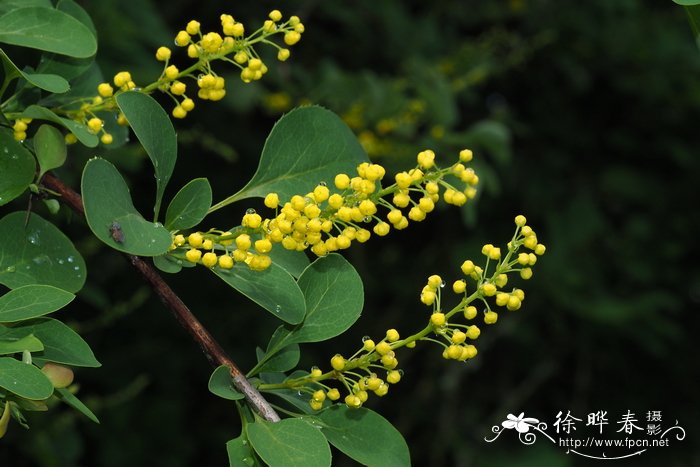 水仙花是什么季节开放的