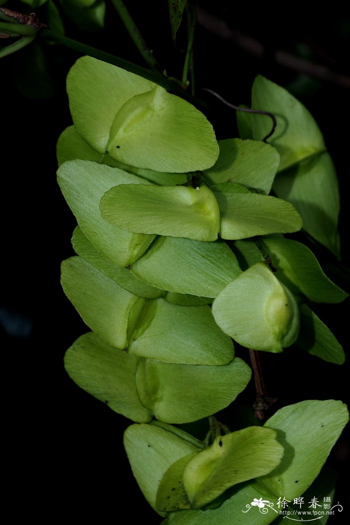 桂花的品种有哪些?分别是什么?