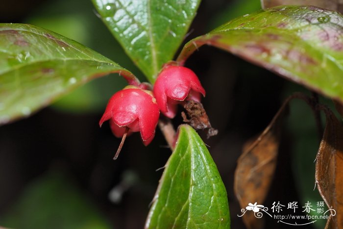 桂花树售价