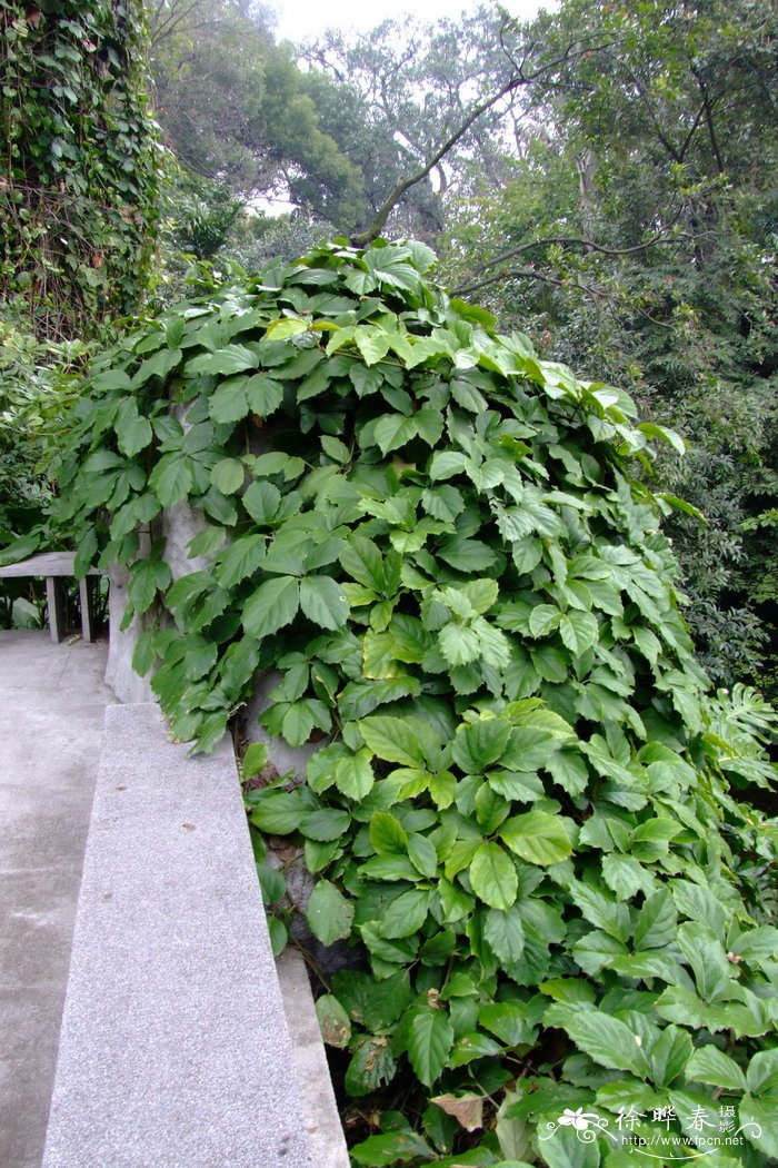 黑金刚花