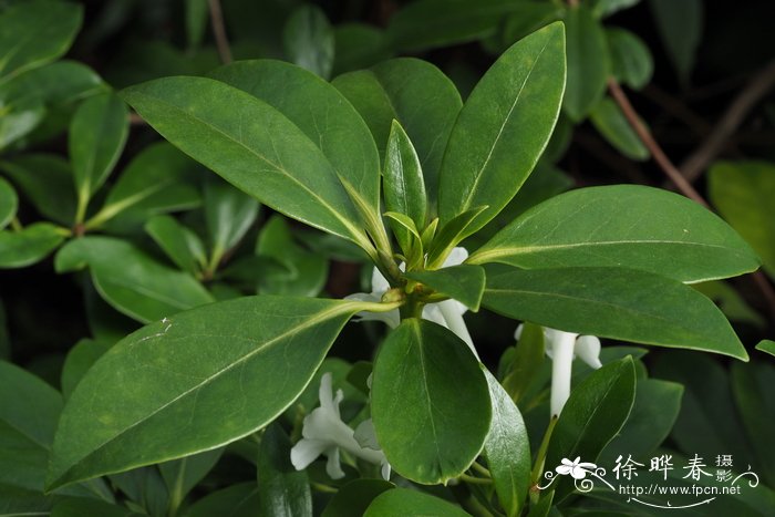 桂花树树苗