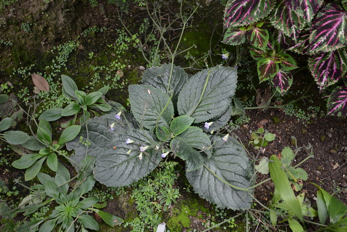 怎么种多肉植物 新手