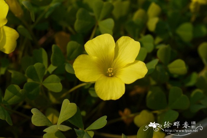 庭院花卉植物