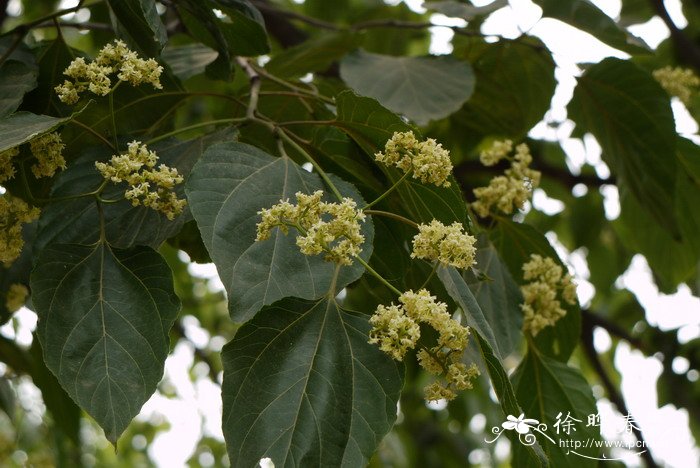 蒲公英花语及象征意义