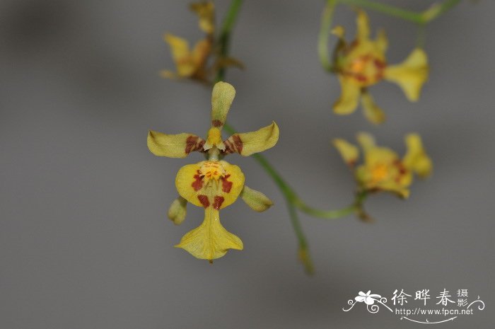 水仙花生长过程记录