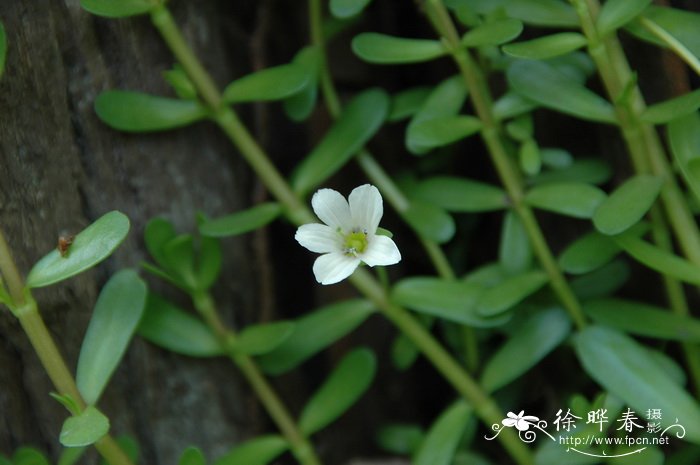 樱花开