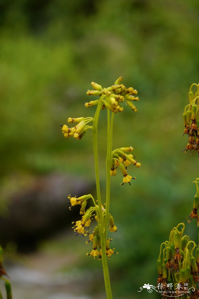 三角梅怎么养才开花好