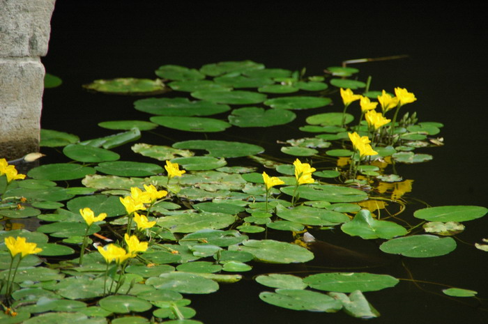 中秋节水果拼盘