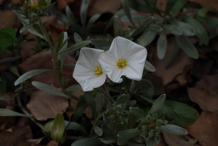 绿萝花茶