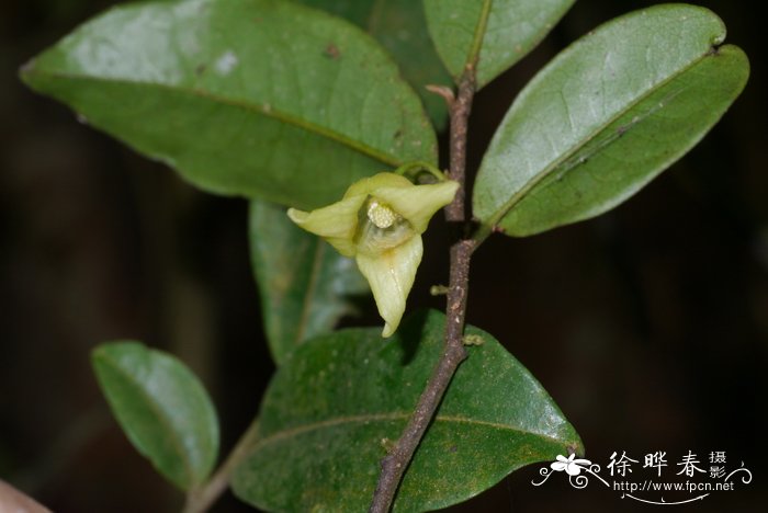 新鲜桂花怎么处理