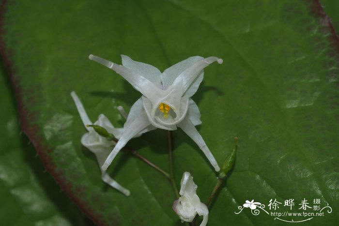 25朵玫瑰花语