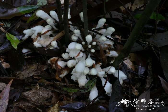 深圳市鲜花网