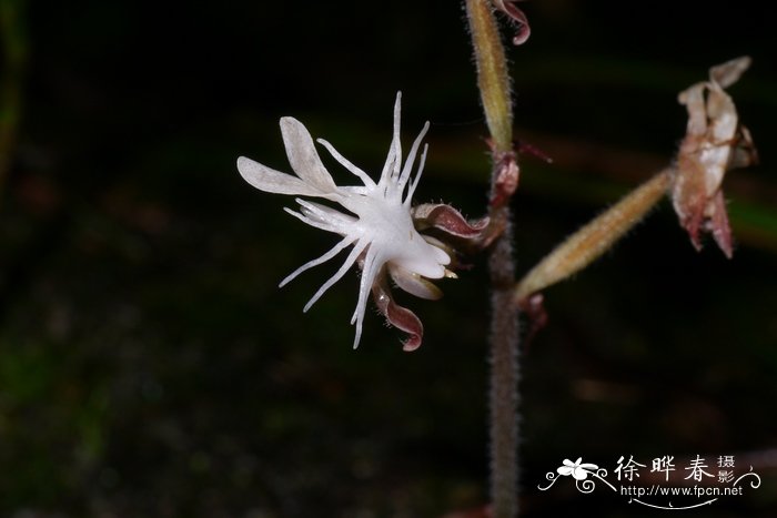 羊肚菌的种植前景