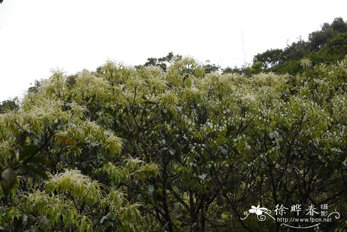 芙蓉花图片