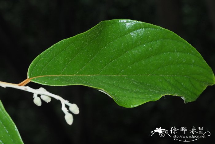 栀子花叶子发黄