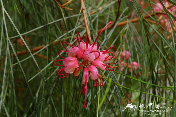 基本农田可以种植什么