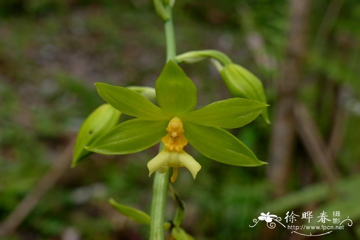 白兰花花语