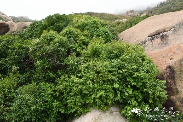 不见阳光室内适合养的18种植物