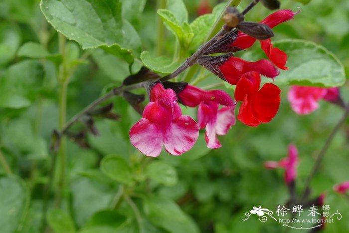 杜鹃花多少钱一株