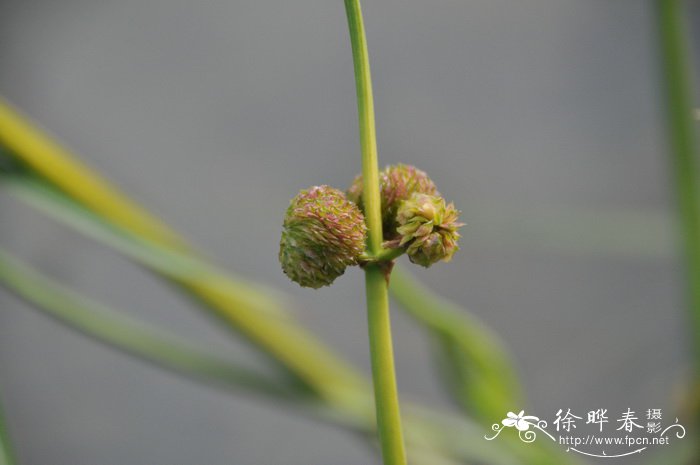 蝴蝶花图片