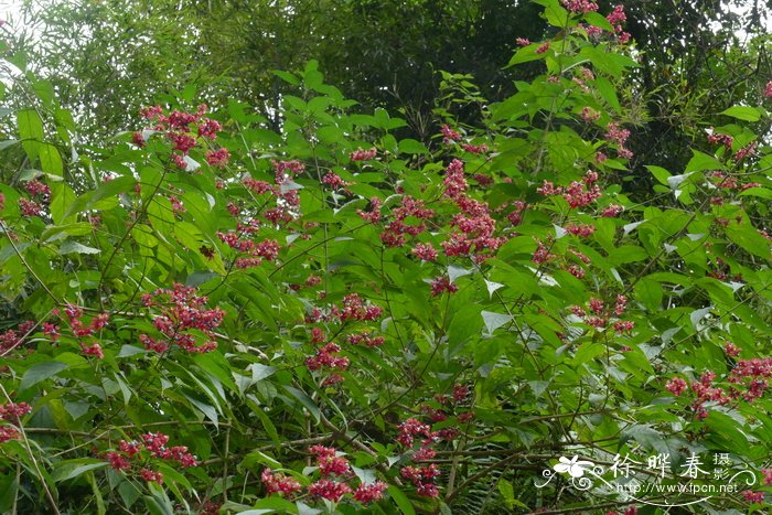 福建山樱花