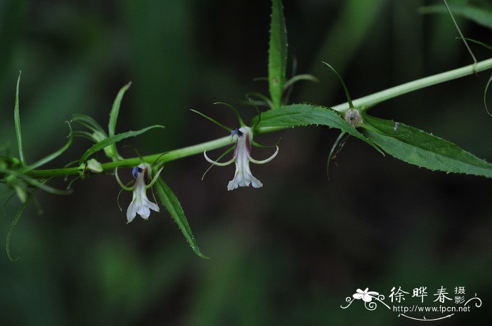 荠菜的介绍