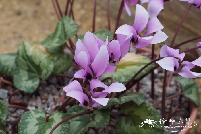 花菇的价格