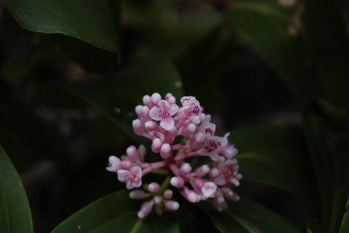 七色彩虹花