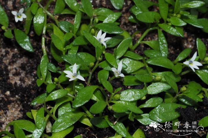 鸿运当头花怎样浇水