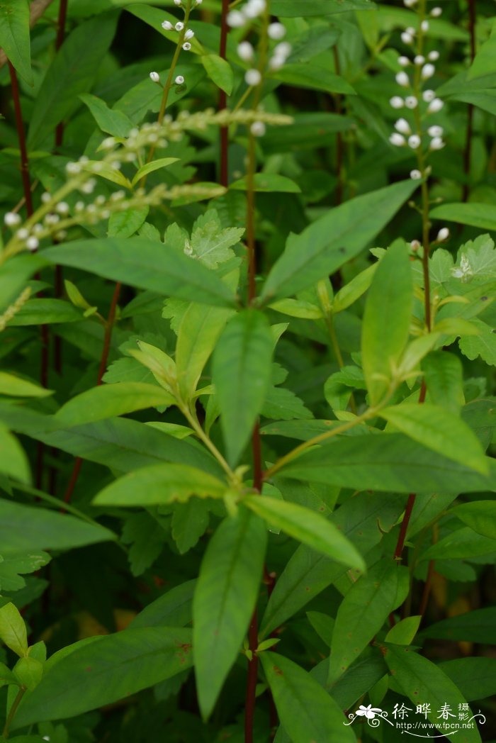 桂花的品种有哪些?分别是什么?