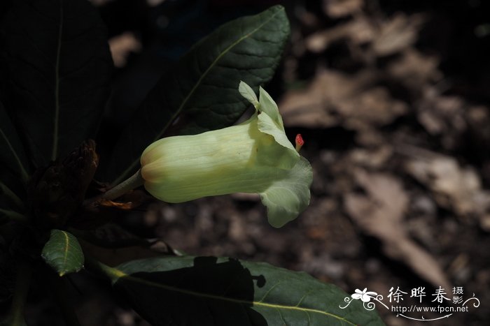 桂花树种植