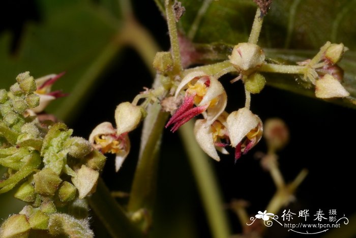 盆栽桂花怎么养家庭养法