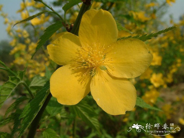 木芙蓉花图片