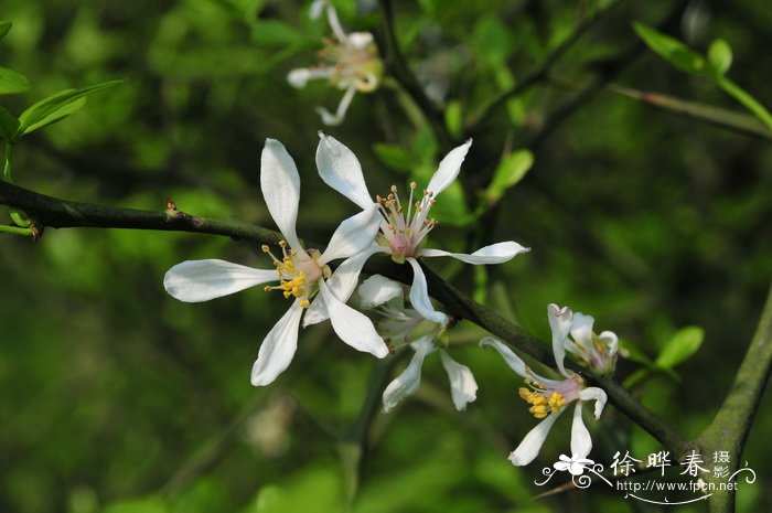 绣球花叶子边缘干枯