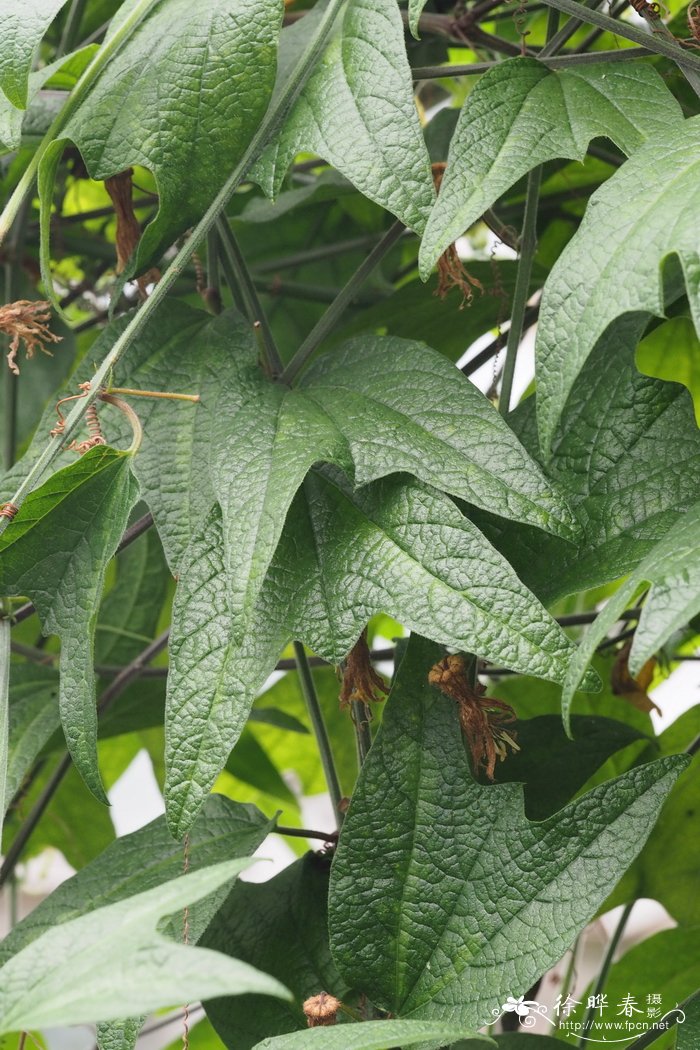 月季花资料介绍