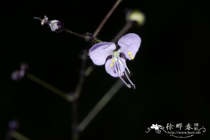 玫瑰花的栽培与管理