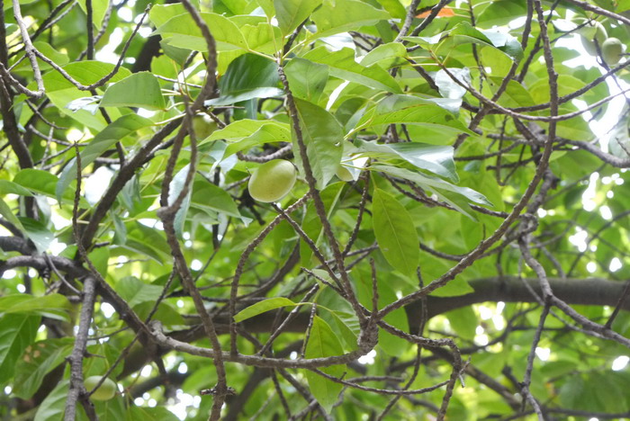 榉树种植基地