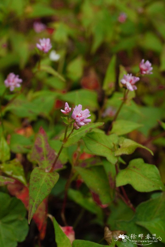 绿萝花茶