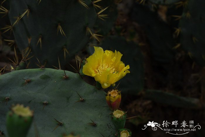 双生花的花语