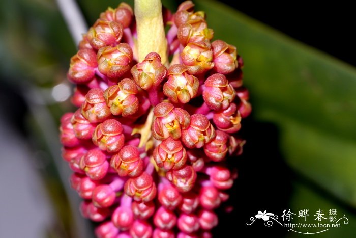 深圳市鲜花网