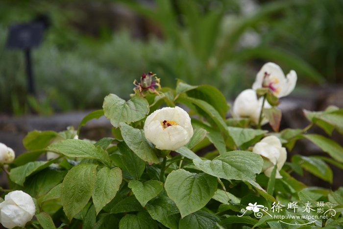 鲜花价格