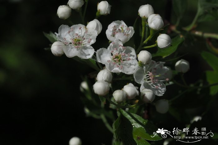 花语是绝望或孤独的花