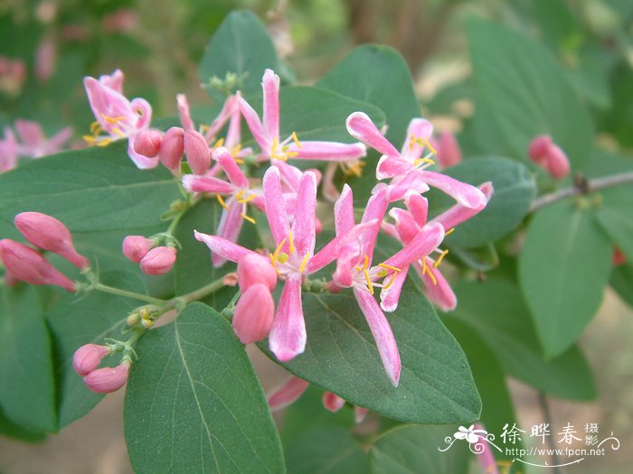 杜鹃花一年开几次花