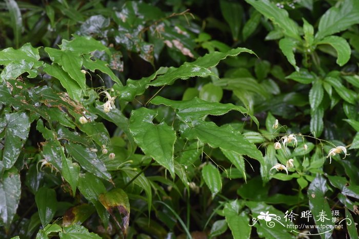 植物叶子边缘焦枯什么原因