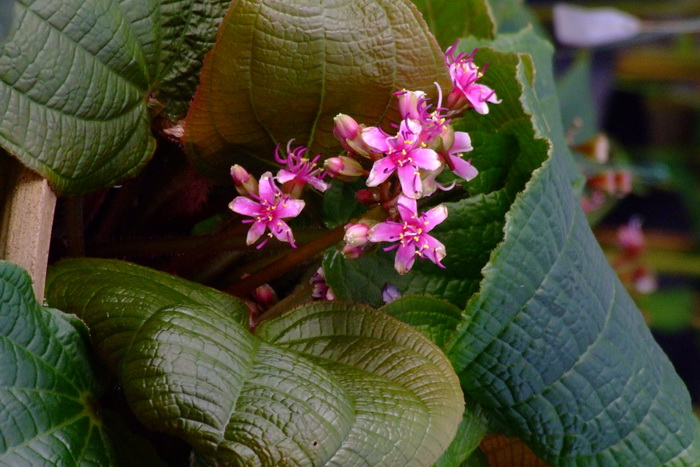 蓝目菊