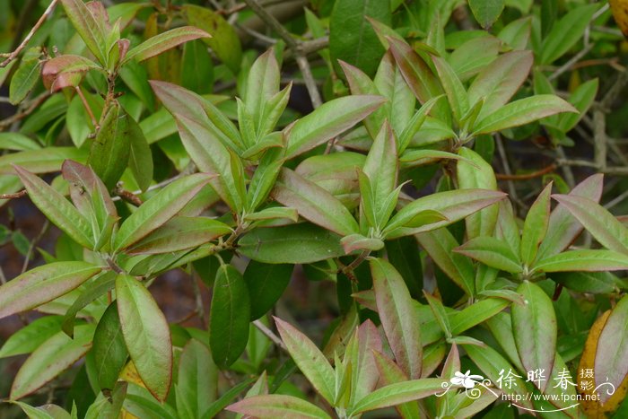 铁山药